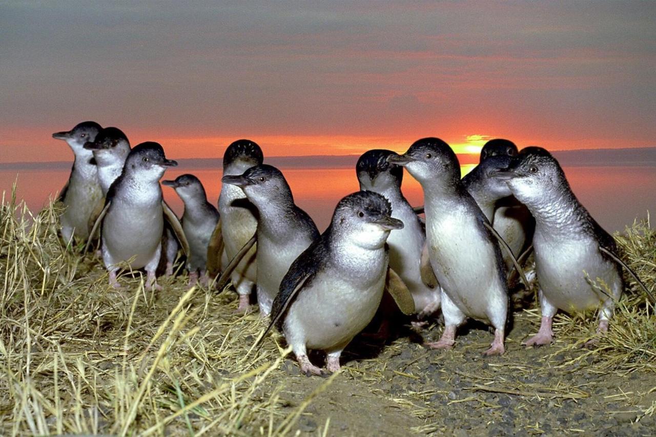 Big4 Ingenia Holidays Phillip Island نيوهيفن المظهر الخارجي الصورة