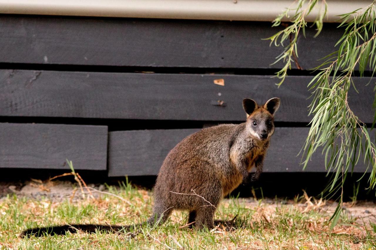 Big4 Ingenia Holidays Phillip Island نيوهيفن المظهر الخارجي الصورة